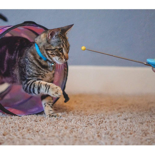 Cat Training Clicker